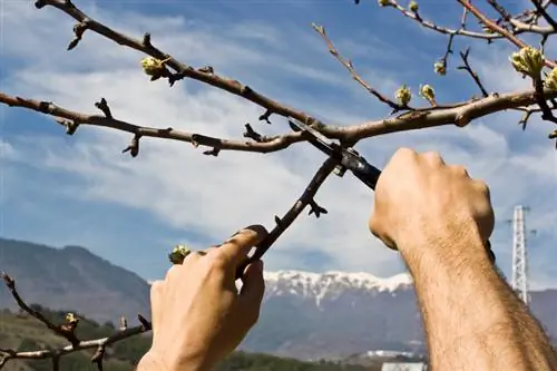 Pear ntoo pruning