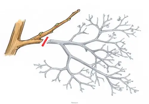 Het snoeien van de vijgenboom