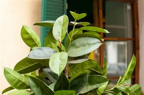 Rubber tree pruning