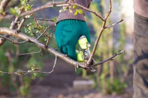 Ntshav plum pruning