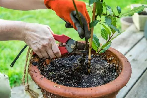 Laurel pruning