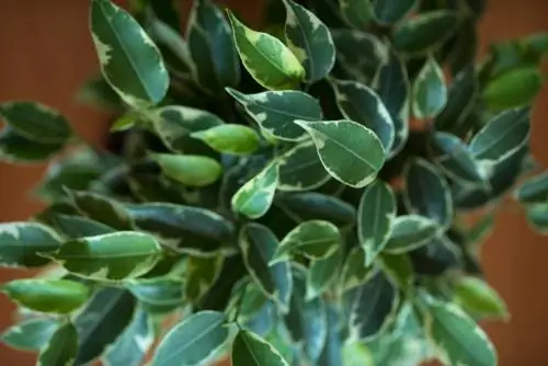 Przycinanie Ficus Benjamina