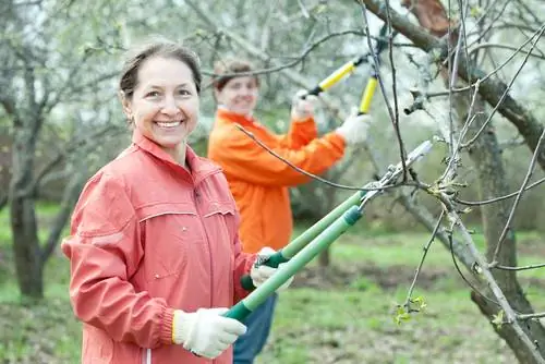 Melo, pero, ciliegio: le cure della potatura per un raccolto rigoglioso