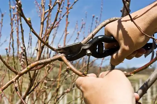 Snoei die perskeboom