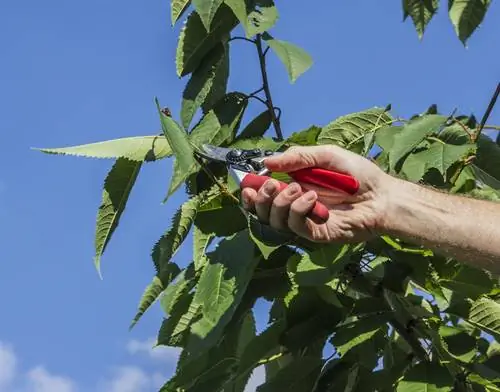 Maasim na cherry pruning