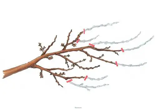 Qab zib cherry pruning