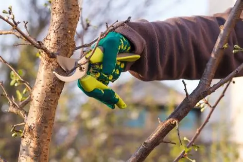 Plum pruning