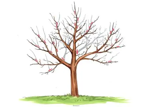 Plum tree maintenance pruning