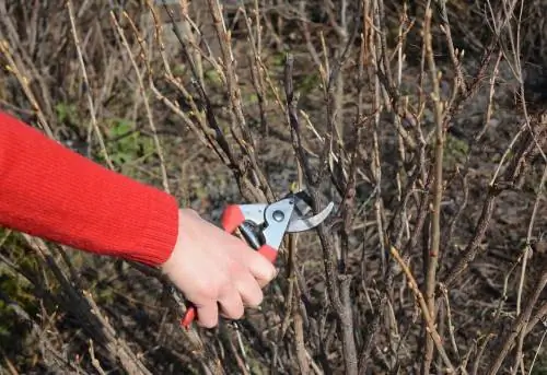 Blackcurrant pruning