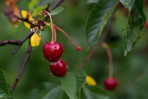 Columnar cherry pruning