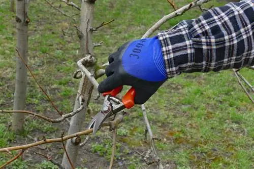 søyleformet fruktskjæring