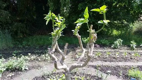 Trumpet tree pruning