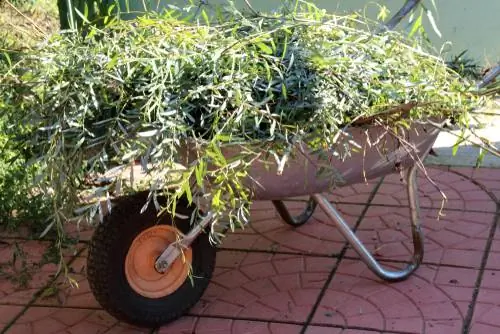 Willow pruning