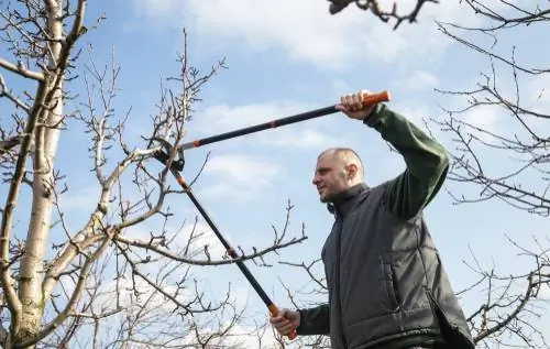 Tagliare il susino: istruzioni per un ricco raccolto