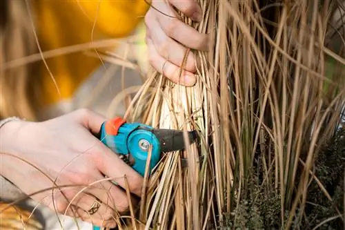 Cutting pampas grass with secateurs