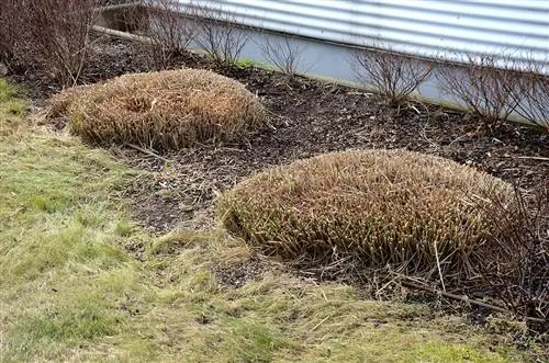 Beskärs pampas gräs på våren