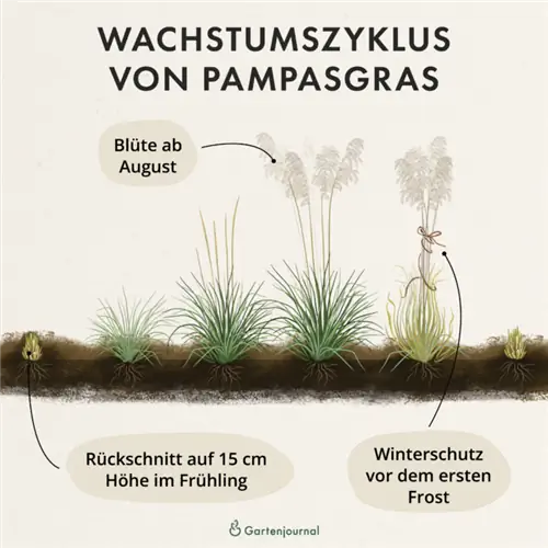 Desenvolupament de l'herba de la pampa com a il·lustració