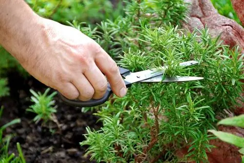 Memotong rosemary dengan benar: Tips untuk pertumbuhan yang sehat