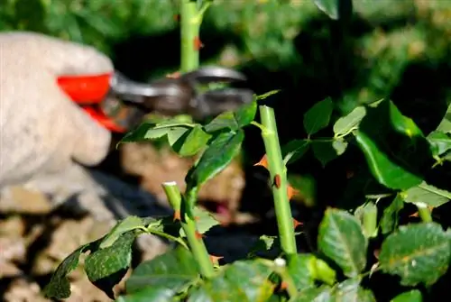 Pruning Roses nyob rau hauv lub caij nplooj zeeg