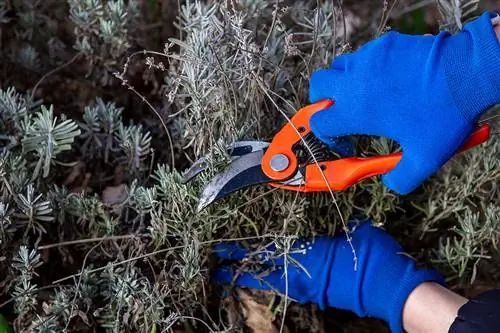 La lavanda è tagliata