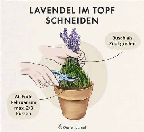 Instruktioner om hur man skär lavendel i en kruka som illustration