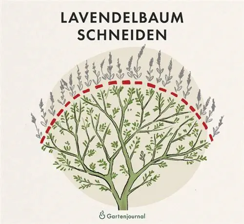 Instructies voor het snoeien van een lavendelboom ter illustratie