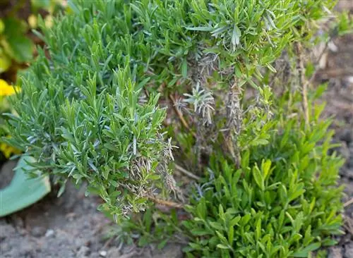 Lavendel busk nærbillede