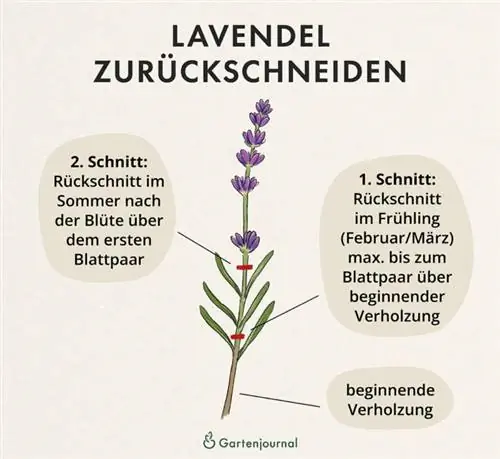 Lavendel skæretider som illustration