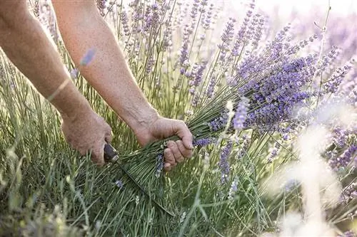 Cut lavender