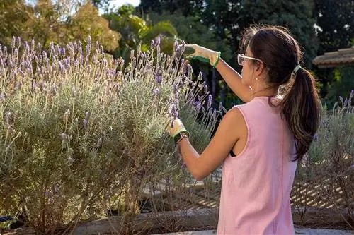 Shkurtimi i një shkurre të vjetër livando