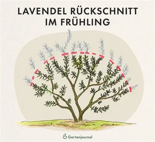 Lavender pruning in spring as an illustration