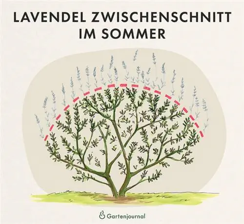 Lavendel mellemsnit om sommeren som illustration