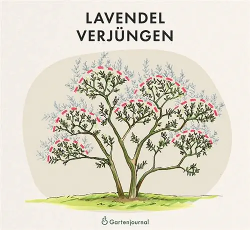 Illustration av hur lavendel föryngras