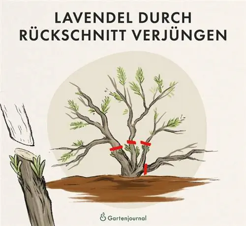 Instructions on how to rejuvenate lavender as an illustration