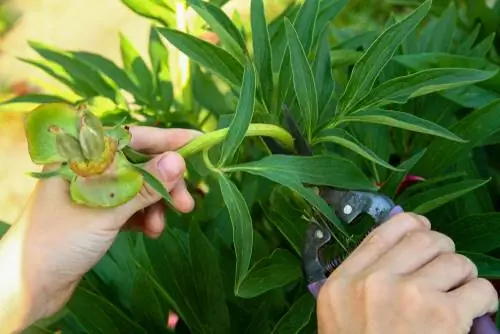 Poda de peonia