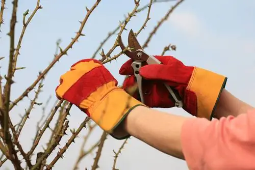 Shrub rose pruning