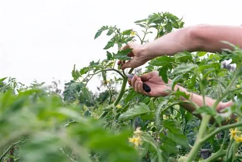 Cutting tomatoes with secateurs