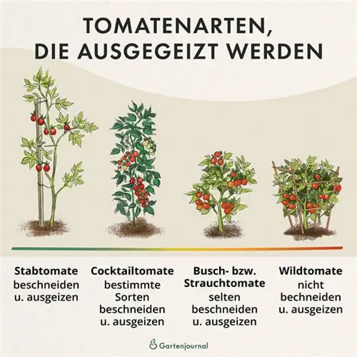 Tomatenrassen die ter illustratie worden geëxploiteerd