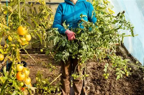 Pruning tomato plants in the greenhouse