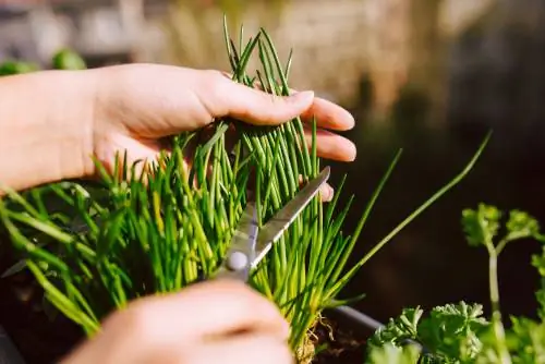 Pruning chives