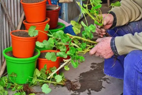 Propager des boutures