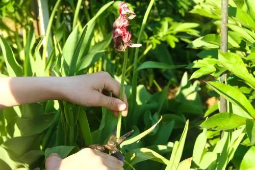 Potatura dei tulipani