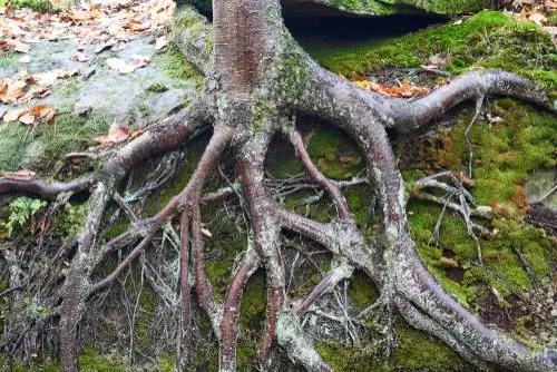 Birch roots