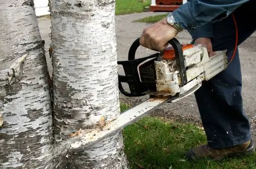 Att fälla björkträd: Följ viktiga steg och lagliga föreskrifter