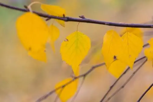 Betulla: foglie gialle come sintomo – cosa fare?