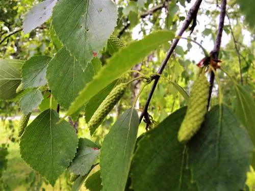 Birch fruit: Lahat tungkol sa istraktura, pamamahagi at paggamit