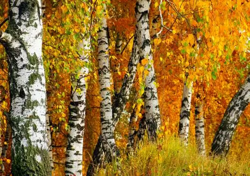 Abedul de otoño