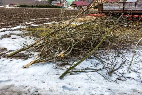 A nyírfák kicsiben tartása: tippek és módszerek a kompakt növekedéshez