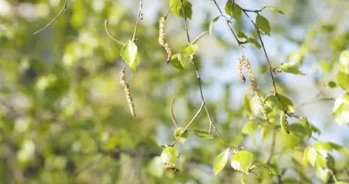 Berkenbomen in het voorjaar