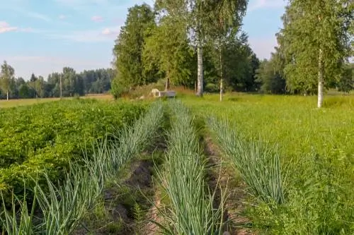 Berk in de tuin: voordelen, nadelen en ontwerptips